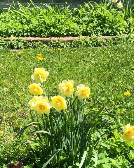 daffodils